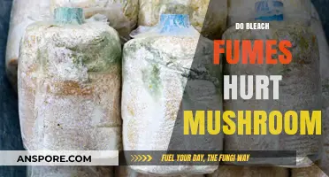 Bleach Fumes: Are They Harmful to Mushrooms?