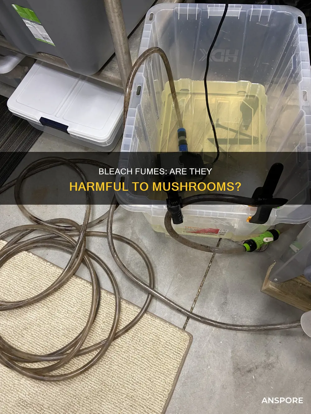 do bleach fumes hurt mushrooms