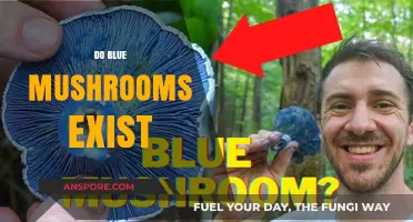 The Truth About Blue Mushrooms: Myth or Reality?