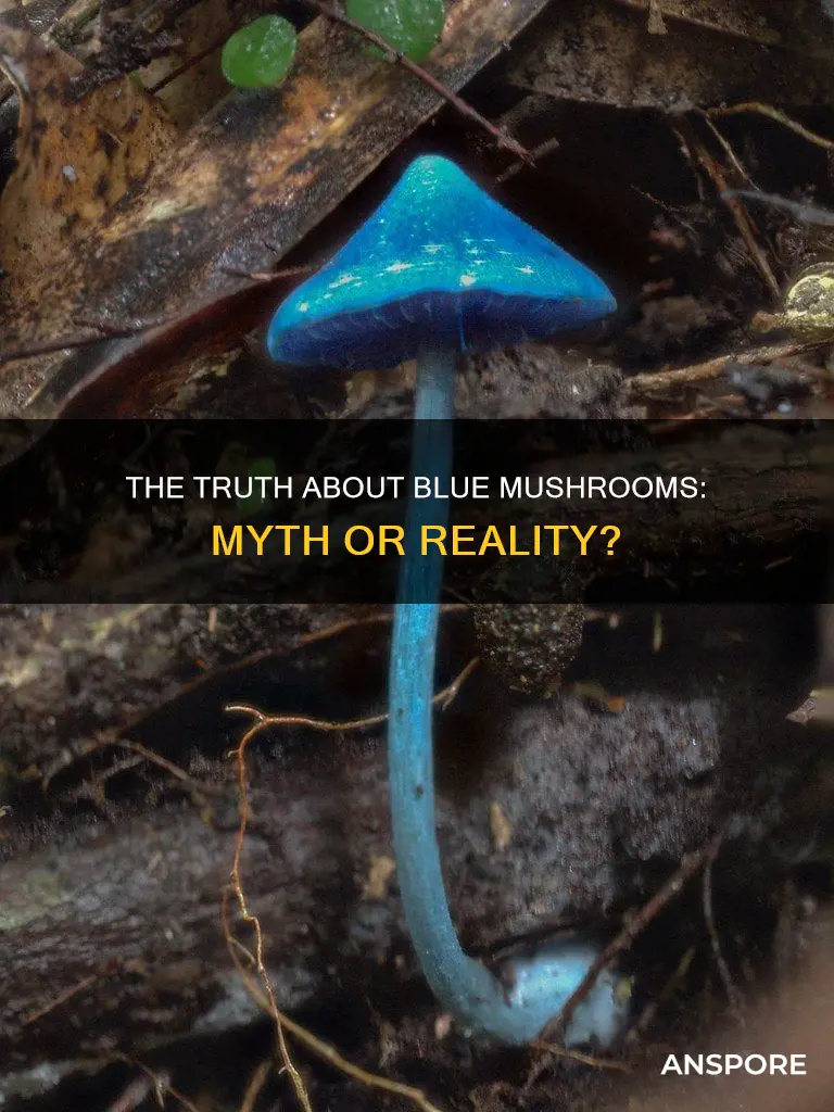 do blue mushrooms exist