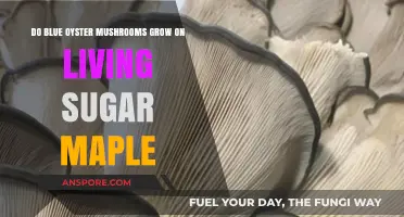 Can Blue Oyster Mushrooms Thrive on Living Sugar Maple Trees?