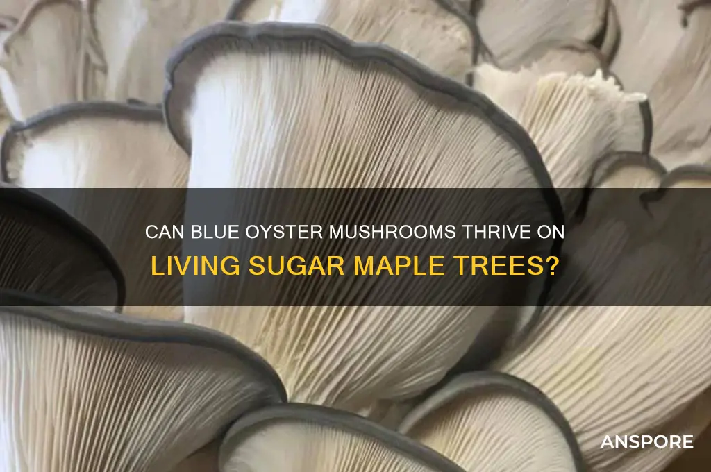 do blue oyster mushrooms grow on living sugar maple