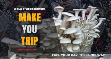 Do Blue Oyster Mushrooms Cause Psychedelic Trips? Facts Revealed