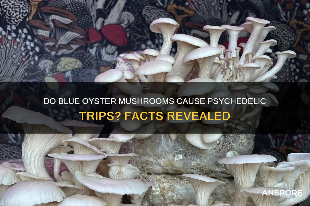 do blue oyster mushrooms make you trip
