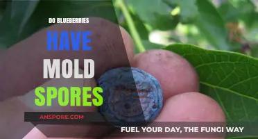 Blueberries and Mold Spores: Uncovering the Hidden Truth