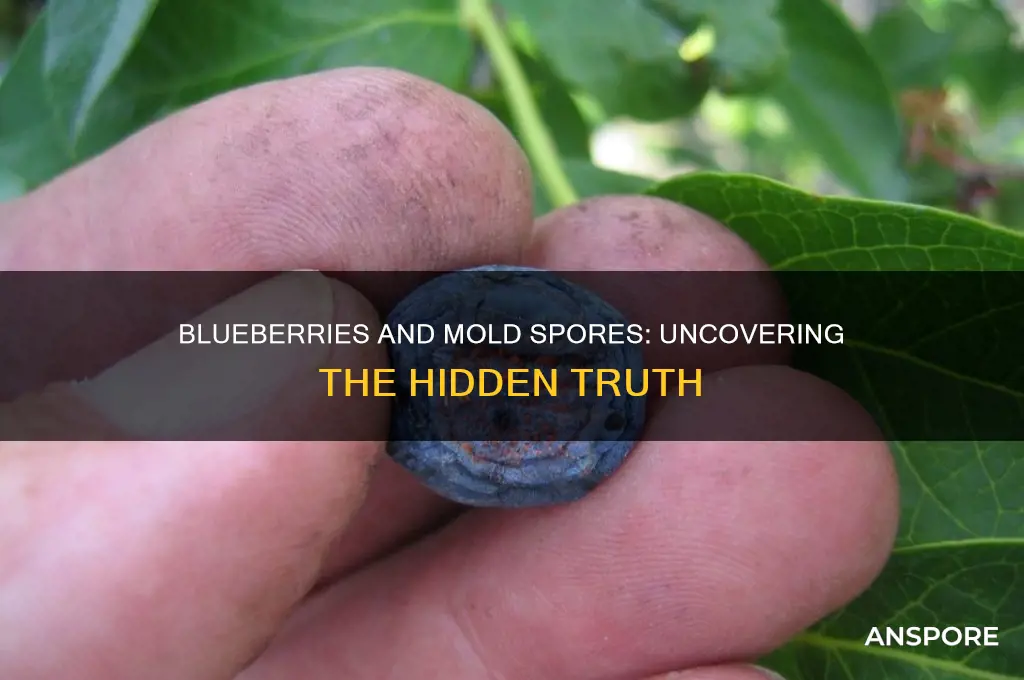 do blueberries have mold spores
