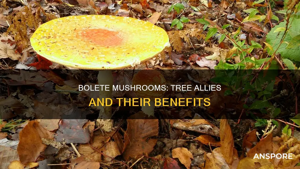 do bolete mushrooms benefit trees