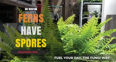 Do Boston Ferns Have Spores? Unveiling Their Unique Reproduction Method