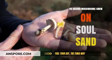 Can Brown Mushrooms Thrive on Soul Sand? Exploring Minecraft's Unique Biomes