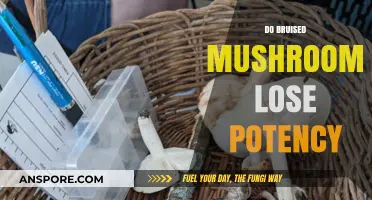 Are Mushrooms Still Potent After Bruising?