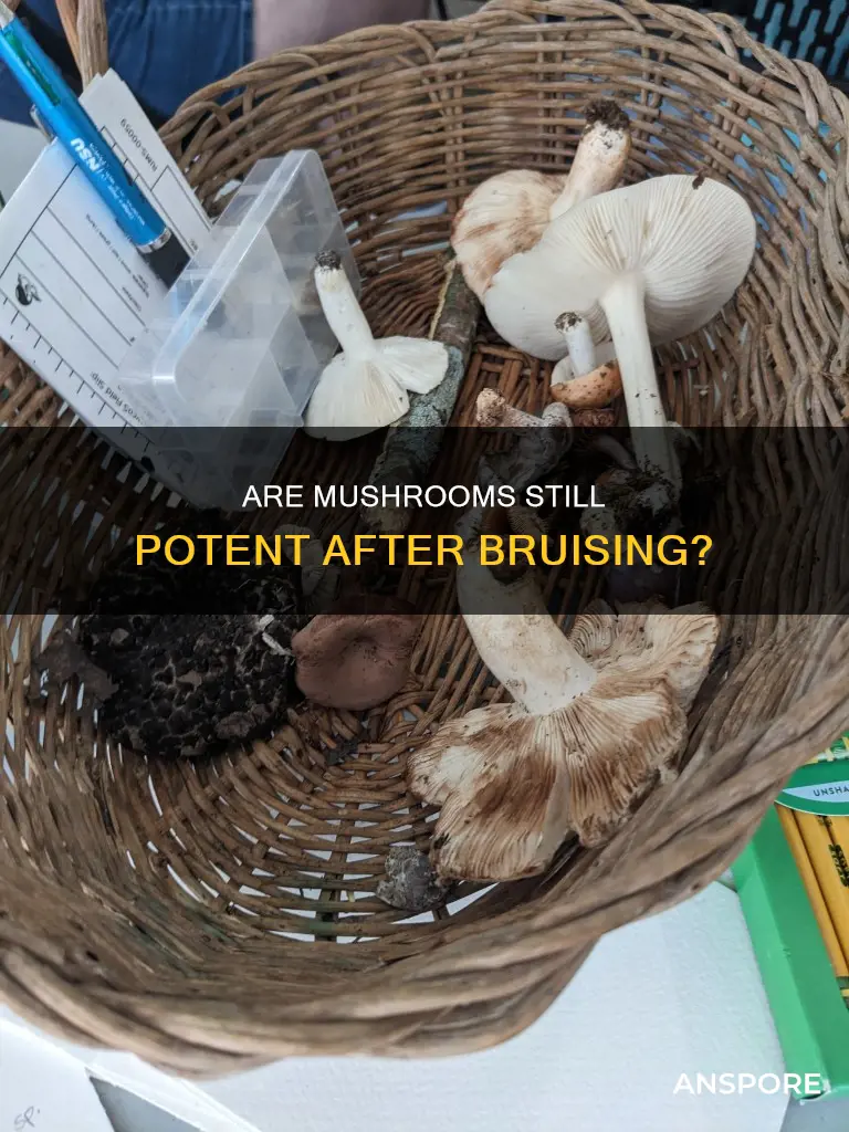 do bruised mushrooms lose potency
