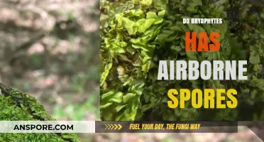 Bryophytes and Their Airborne Spores: Unveiling the Truth