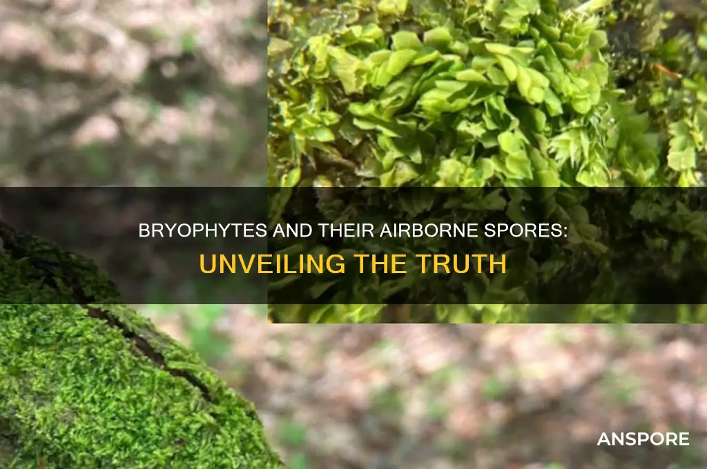 do bryophytes has airborne spores