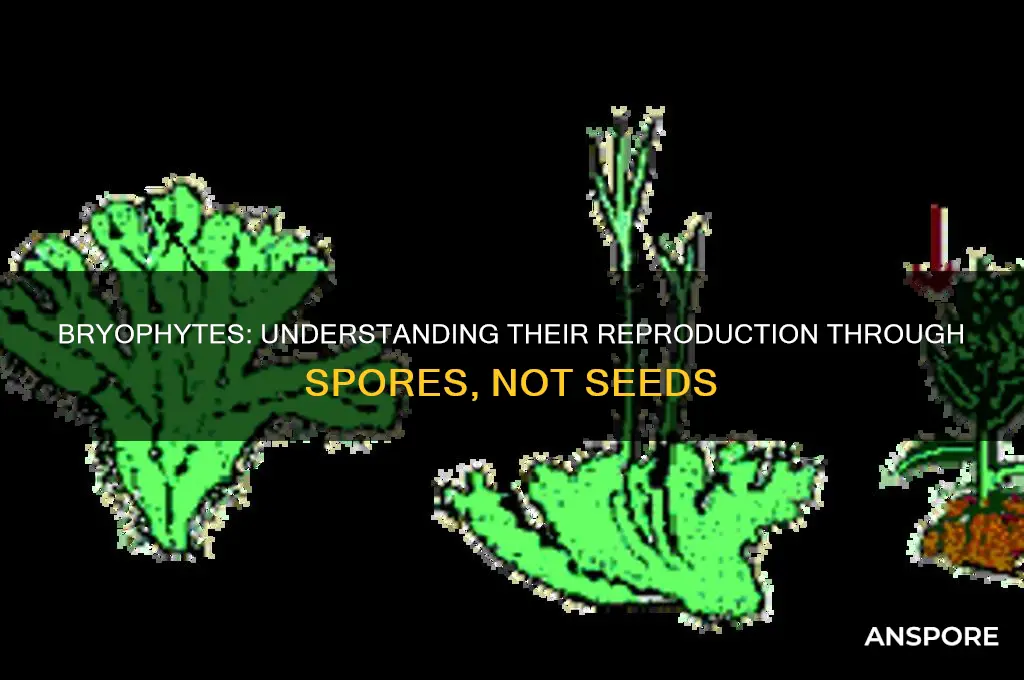 do bryophytes have seeds or spores