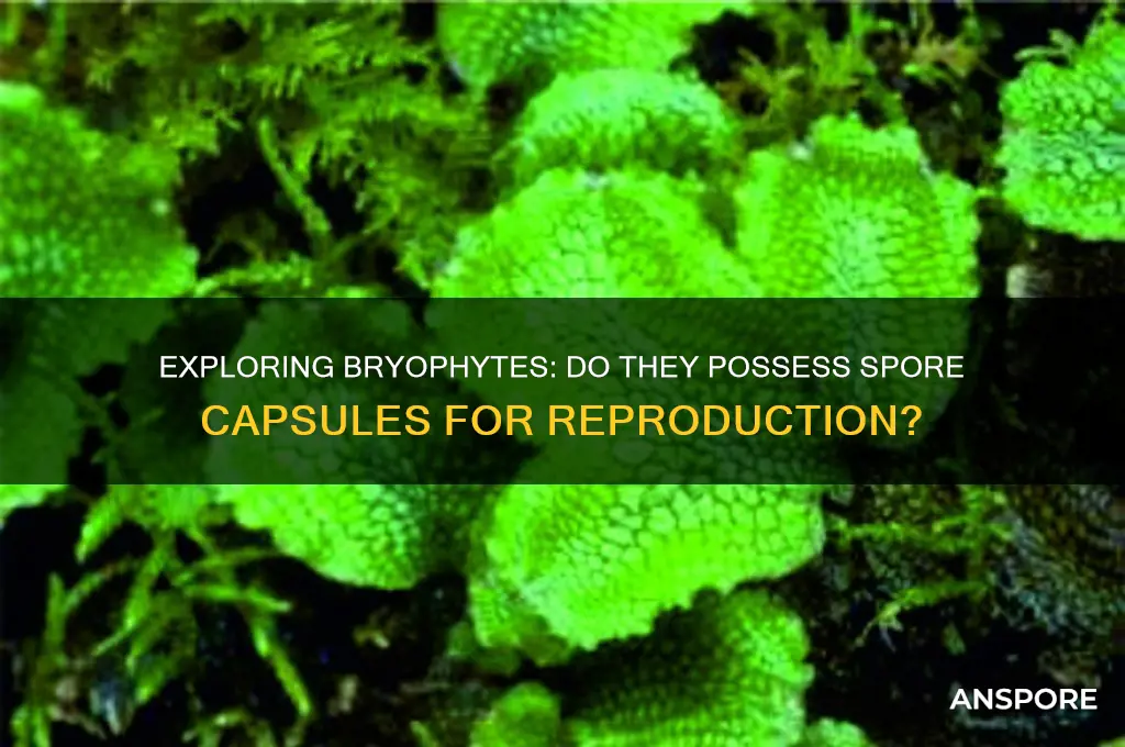 do bryophytes have spore capsules