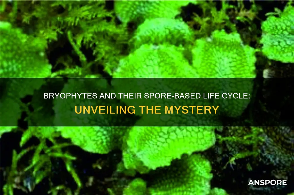 do bryophytes have spore