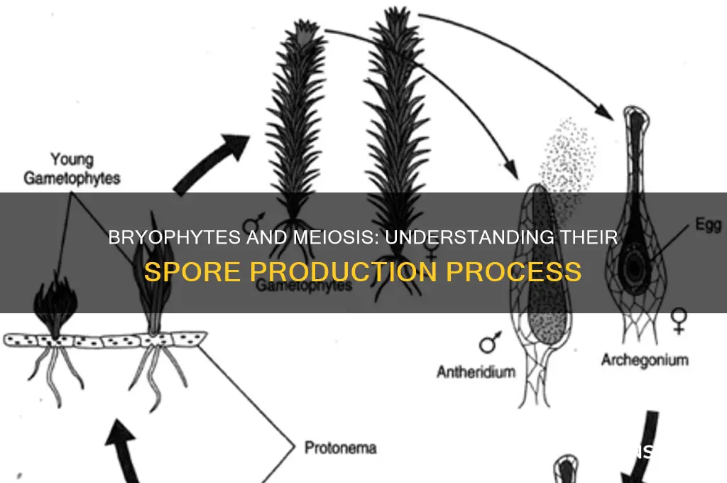 do bryophytes have spores produced by meiosis