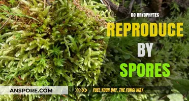 Bryophytes' Reproduction Secrets: Unveiling Their Spore-Based Life Cycle