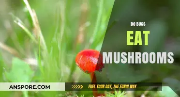 Do Bugs Eat Mushrooms? Exploring Insects' Fungal Diet Habits