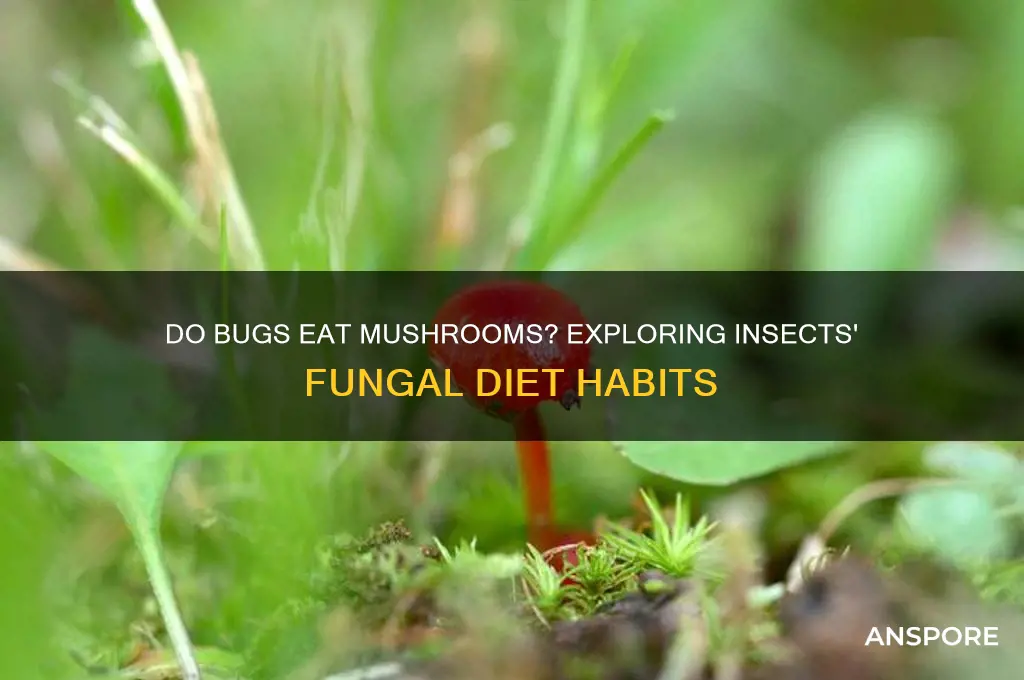 do bugs eat mushrooms