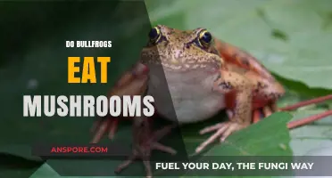 Do Bullfrogs Eat Mushrooms? Exploring Their Diet and Habits