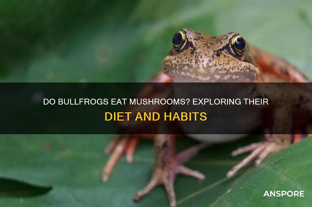 do bullfrogs eat mushrooms