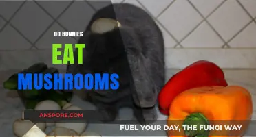 Can Bunnies Safely Eat Mushrooms? A Complete Guide for Owners