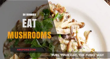 Do Bunnies Eat Mushrooms? A Guide to Safe Rabbit Diets