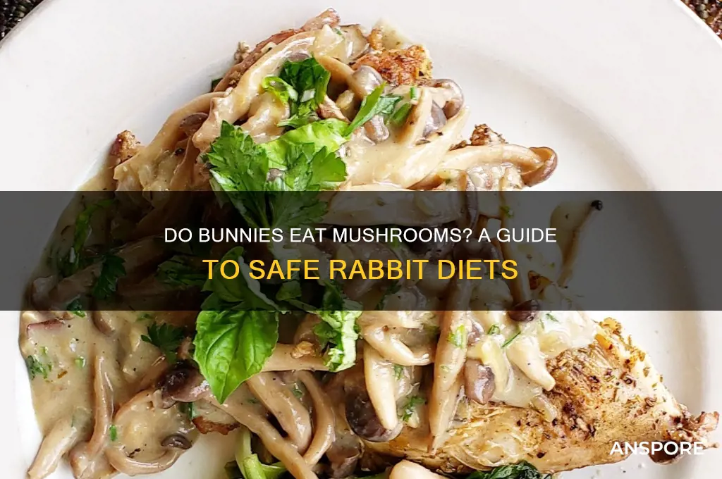 do bunnoes eat mushrooms