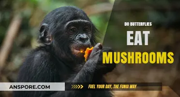 Do Butterflies Eat Mushrooms? Unveiling Their Surprising Dietary Habits