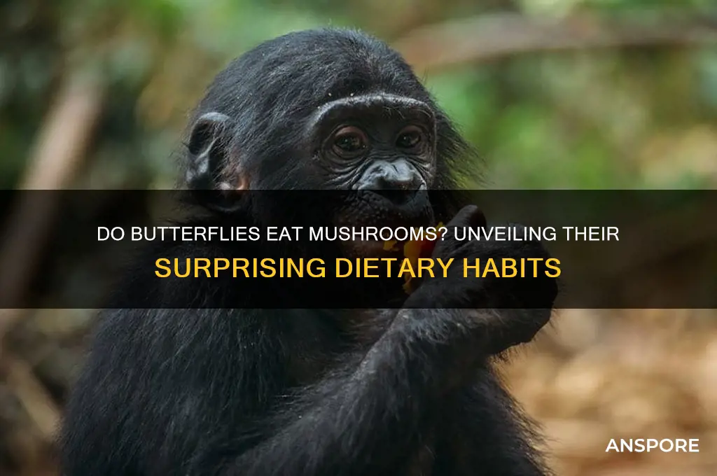 do butterflies eat mushrooms