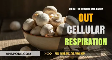 Button Mushrooms and Cellular Respiration: Unveiling Their Metabolic Secrets