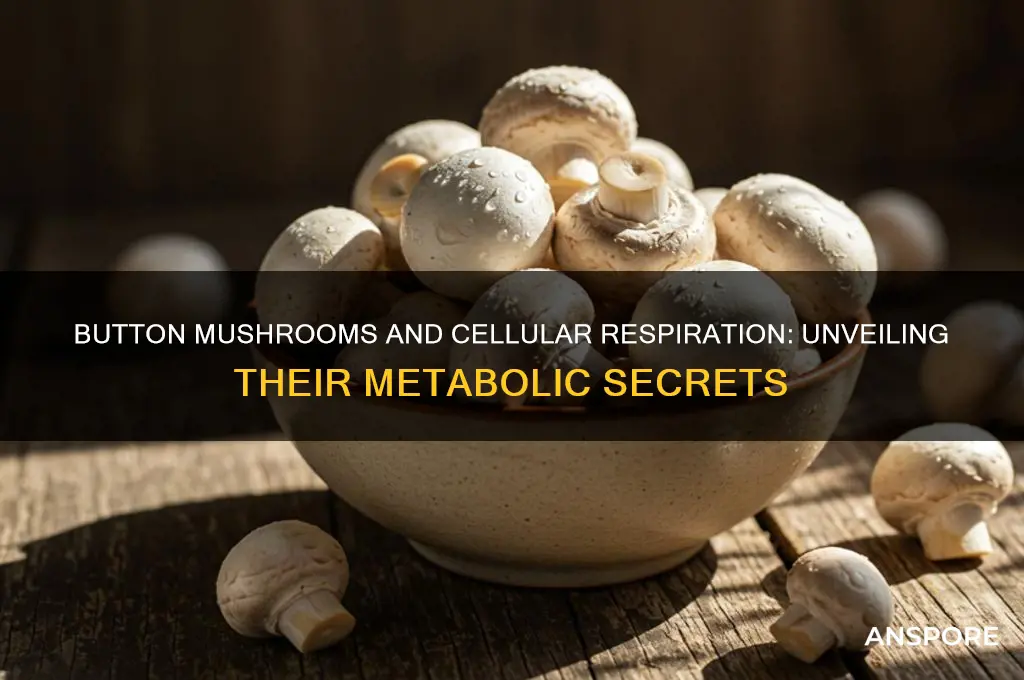 do button mushrooms carry out cellular respiration