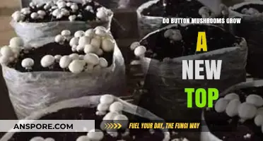 Can Button Mushrooms Regenerate Their Tops? Exploring Fungal Growth Secrets