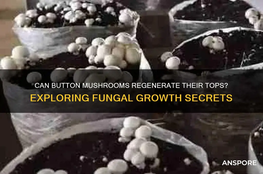 do button mushrooms grow a new top