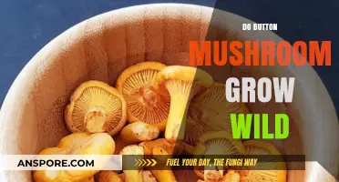 Can Button Mushrooms Grow Wild? Exploring Their Natural Habitat