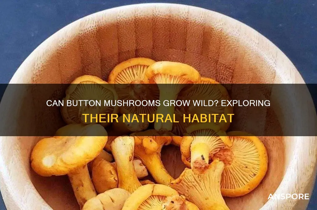 do button mushrooms grow wild