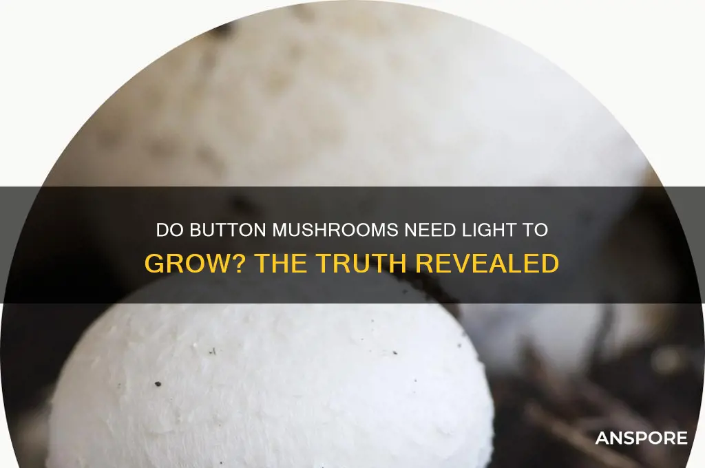 do button mushrooms need light to grow