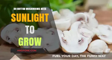 Do Button Mushrooms Need Sunlight? Growing Tips and Facts
