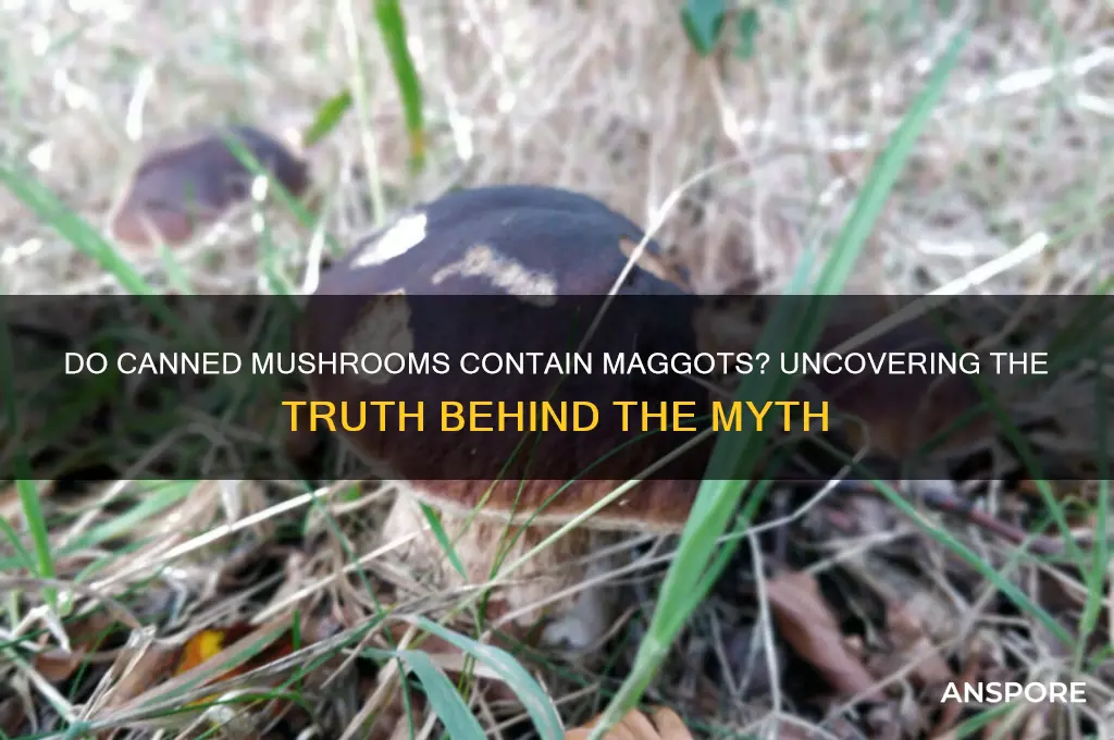 do canned mushrooms contain maggots