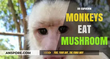 Do Capuchin Monkeys Eat Mushrooms? Exploring Their Dietary Habits