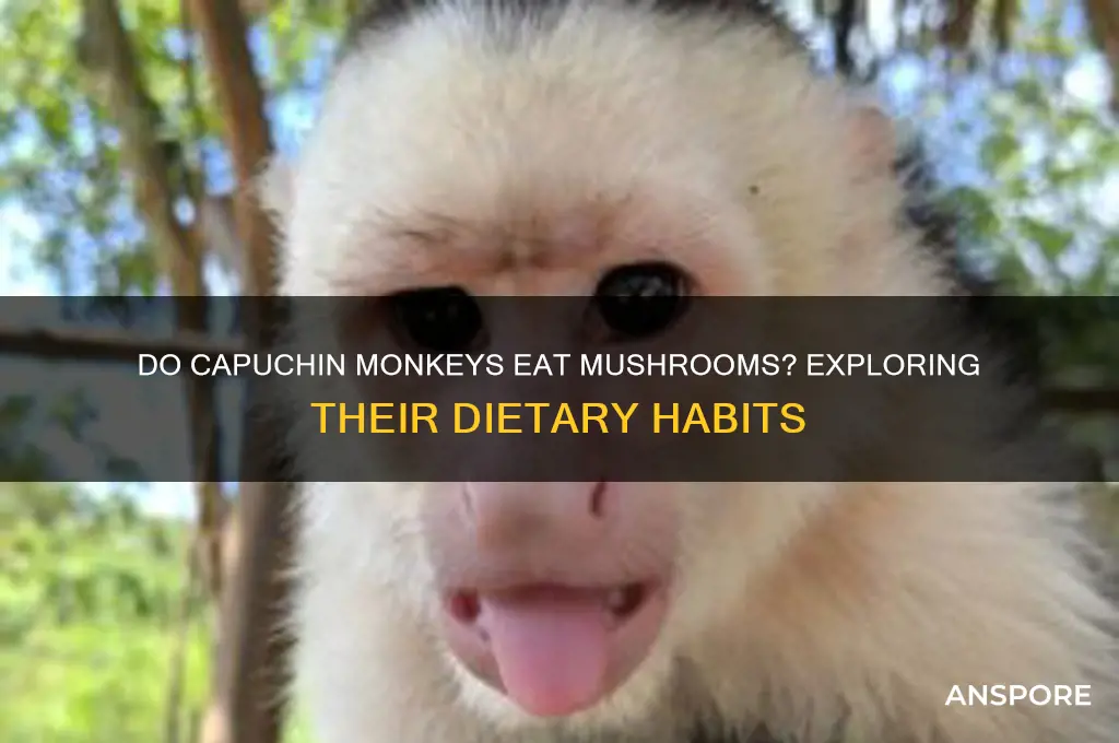do capuchin monkeys eat mushrooms
