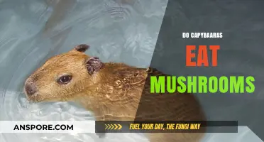 Do Capybaras Eat Mushrooms? Exploring Their Unique Diet Habits