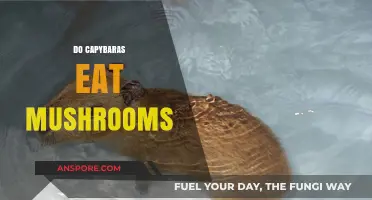 Do Capybaras Eat Mushrooms? Exploring Their Unique Dietary Habits