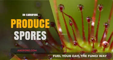 Do Carnivorous Plants Produce Spores? Unraveling the Myth and Facts