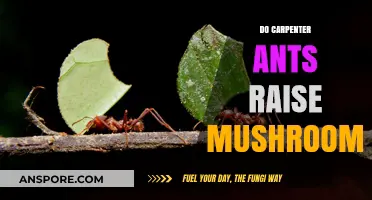 Carpenter Ants: Nature's Mushroom Farmers?