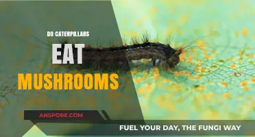 Do Caterpillars Eat Mushrooms? Unveiling the Truth About Their Diet
