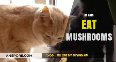 Can Cats Safely Eat Mushrooms? Risks and Facts Revealed