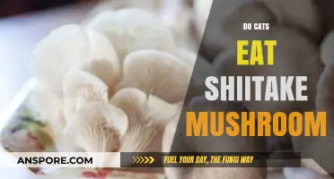 Can Cats Safely Eat Shiitake Mushrooms? A Feline Diet Guide