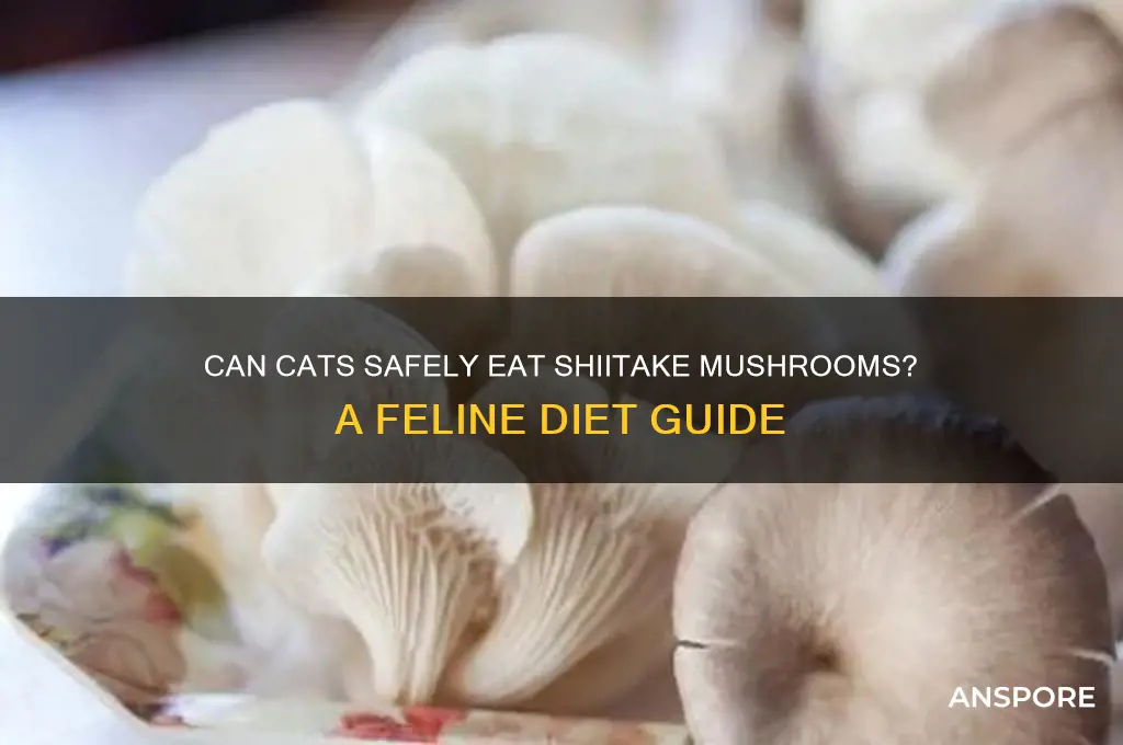 do cats eat shiitake mushrooms